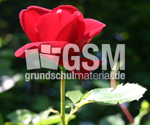 Rose-erblueht-3.jpg